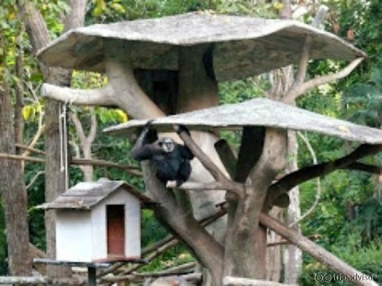 Chiang Mai Zoo