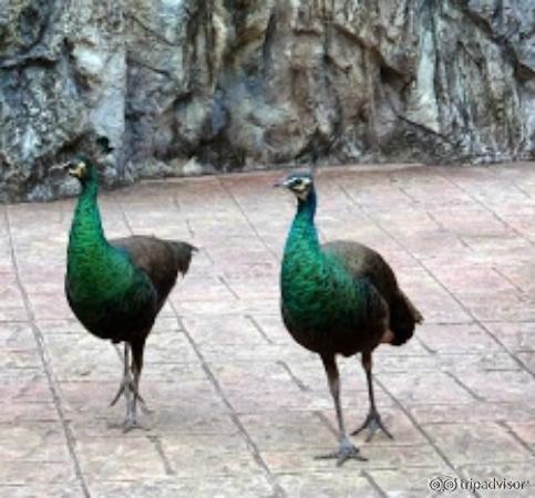 Chiang Mai Zoo