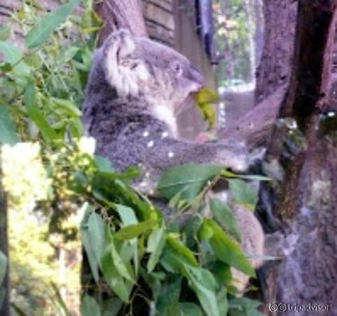 Chiang Mai Zoo