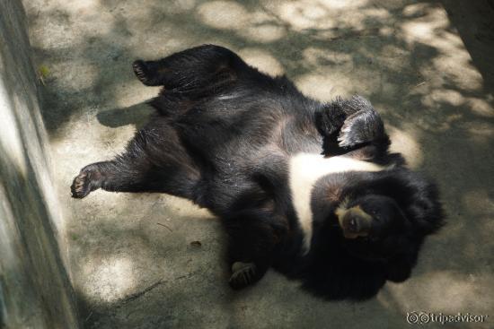 Chiang Mai Zoo