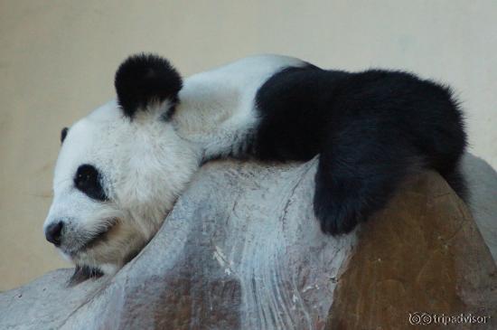 Chiang Mai Zoo