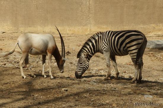 Chiang Mai Zoo