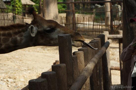 Chiang Mai Zoo