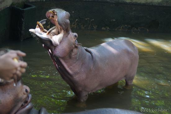 Chiang Mai Zoo