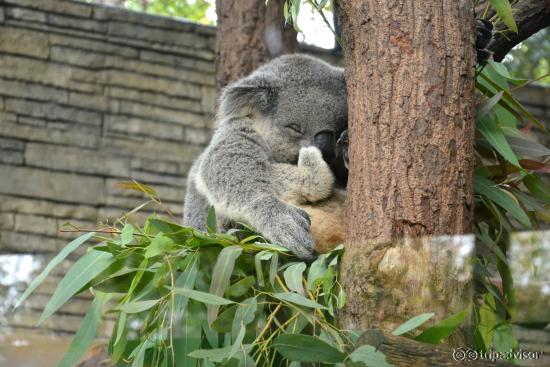 Коала