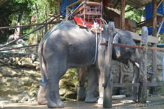 Elephant Ride
