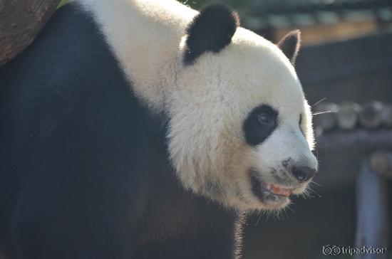 Panda Attraction