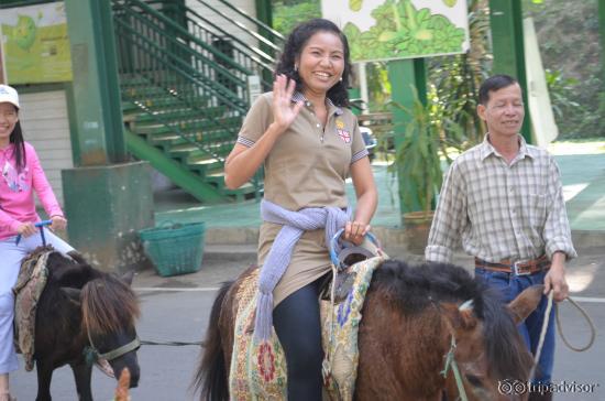 Pony Rides