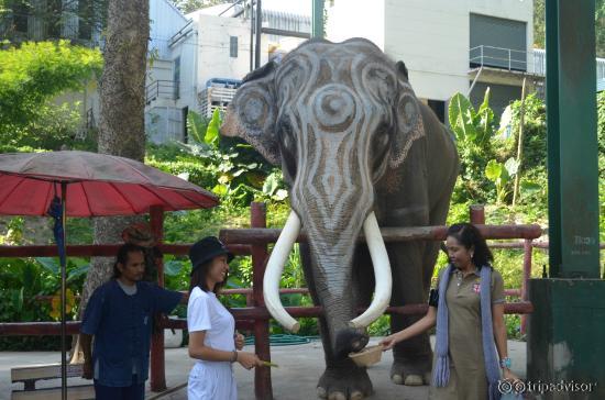 Elephant Feeding