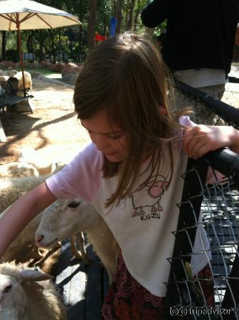 They let us in the pen to feed the sheep. Cute lambs.