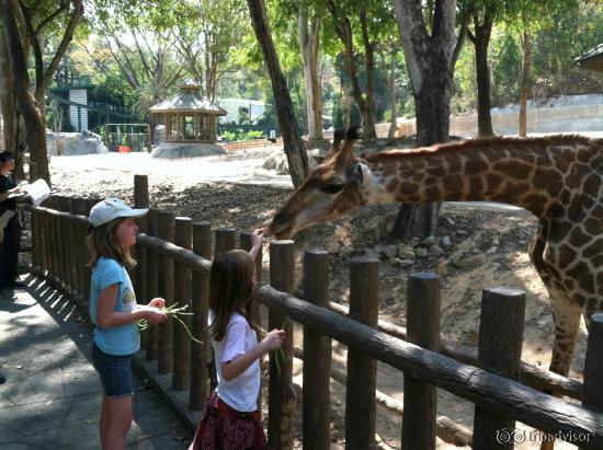 10 Baht to feed most animals. Snap beans for the giraffe.