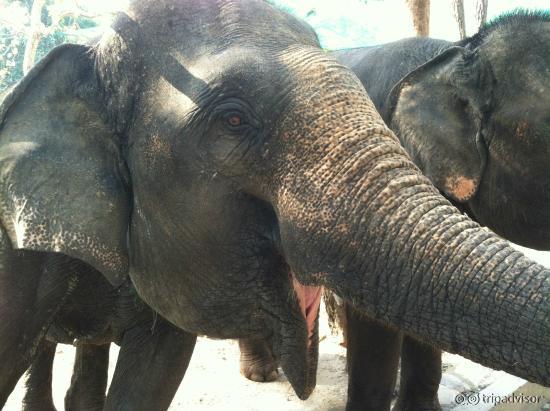 The elephants were chained. Not the best place to elephants. Others animals looked great care.