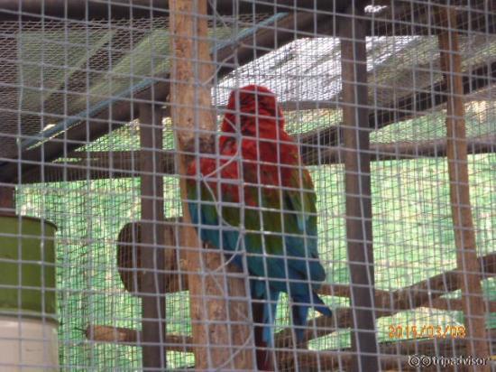 pretty bird