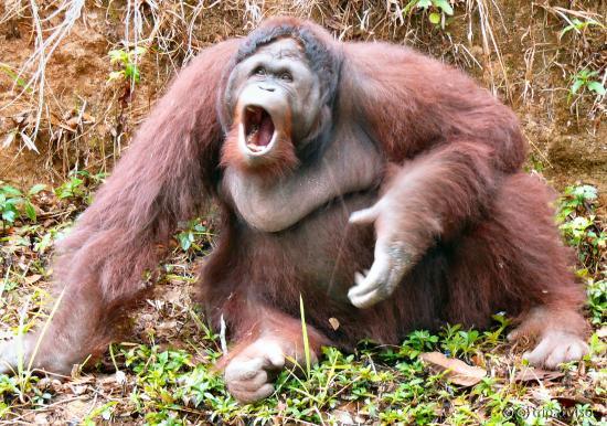 orangutan in his enclosure