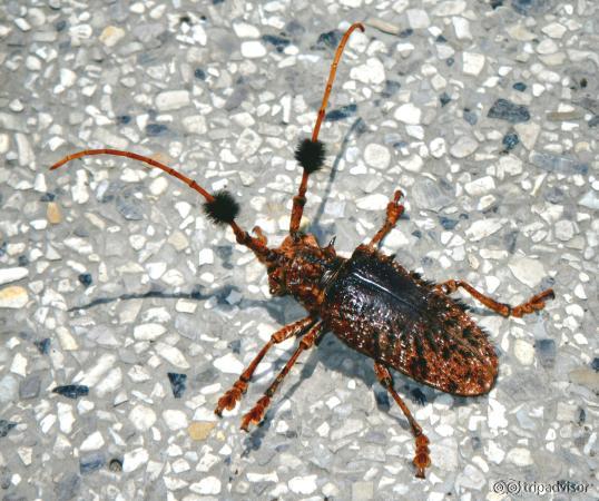 one of the bizarre insects in the insect house