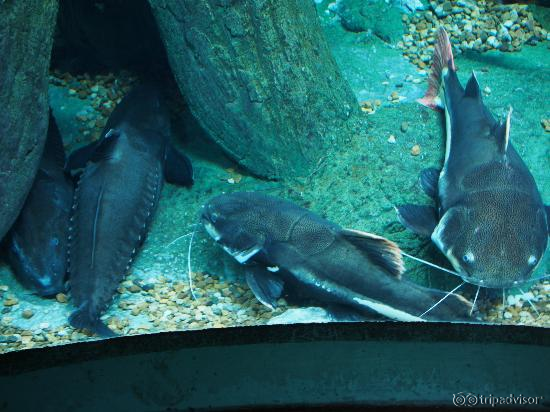 Strange catfish