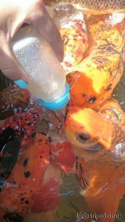 Les poissons goûlus à qui on donne le biberon