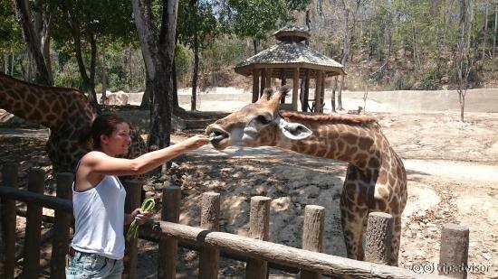 Girafe et sa longue langue
