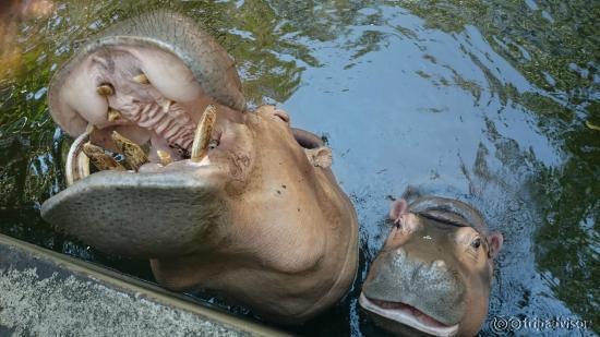 Hippo et bébé