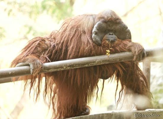 Orangutan