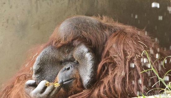 Orangutan