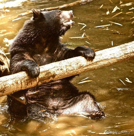 Bear
