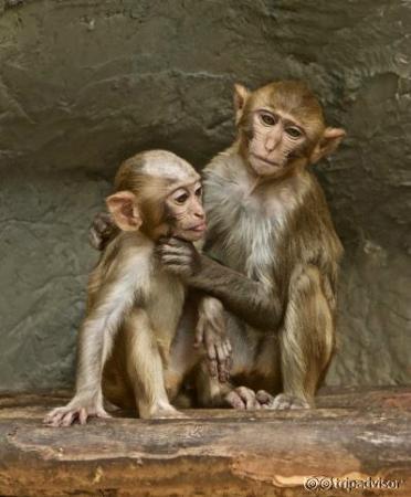 Who knows what monkeys are these