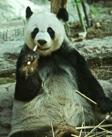 Giant panda
