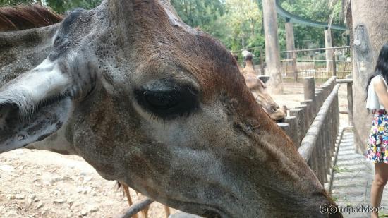 Chiang Mai Zoo