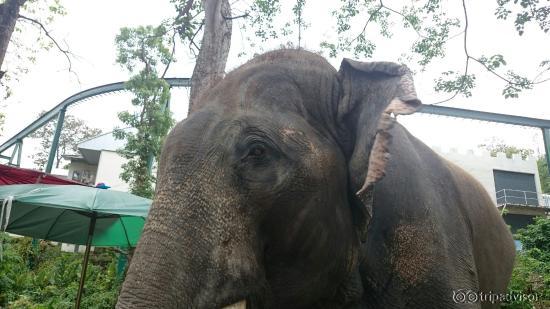 Chiang Mai Zoo