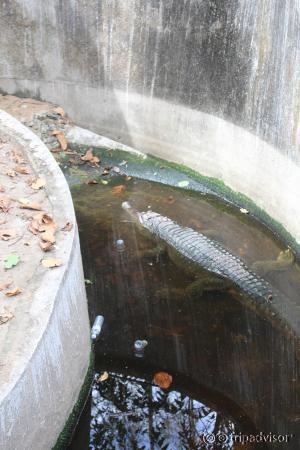 Eau d'un crocodile avec des bouteilles en plastique