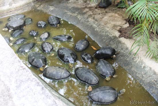 Les tortues qui s'empilent