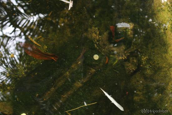 Une tortue avait des pièces et de la mousse sur le dos