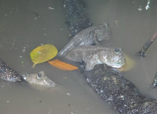 Fantastic mudskippers