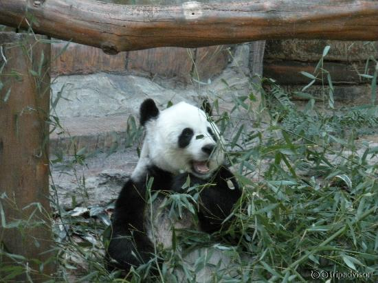 Bamboo snacking