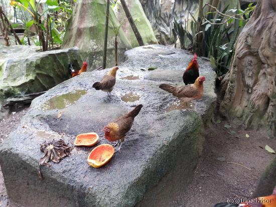 Walk in wild bird big cage