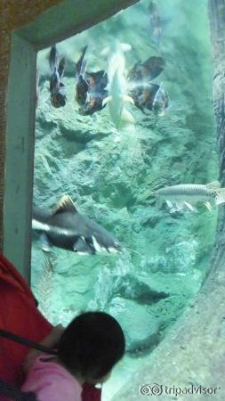 aquarium