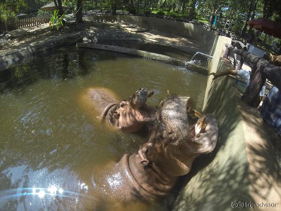 Hippos