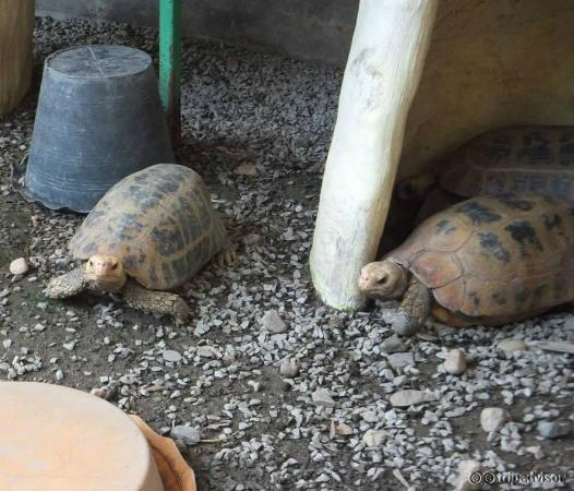 turtles