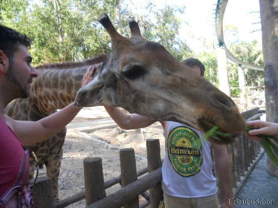 The Animals at the Zoo