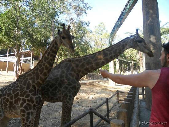 The Animals at the Zoo
