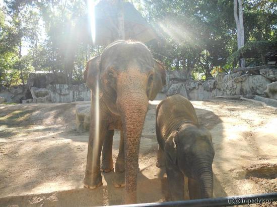 The Animals at the Zoo
