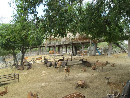 Zoo Chiang Mai