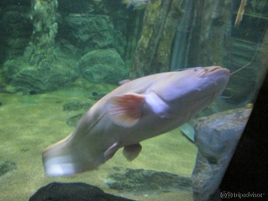 Zoo Chiang Mai - Aquarium