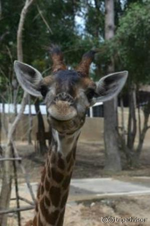 baby giraffe