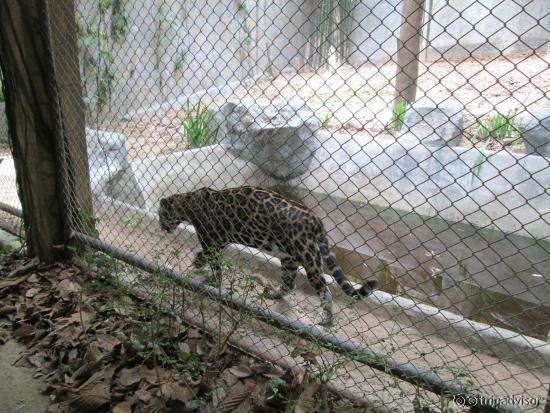 Zoo Chiang Mai