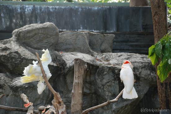 Chiang Mai Zoo