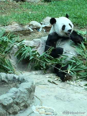 The main draw--the Panda