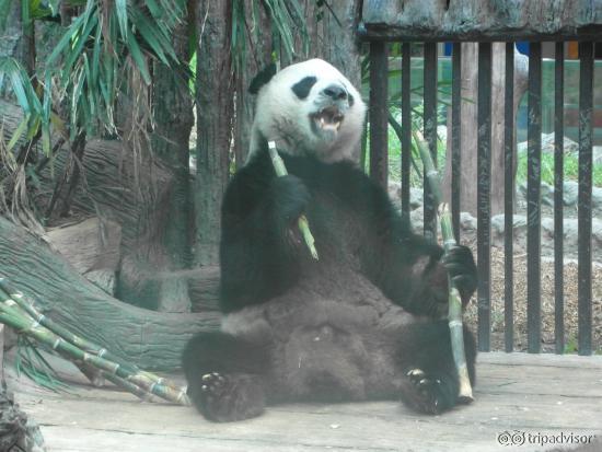 Male Panda