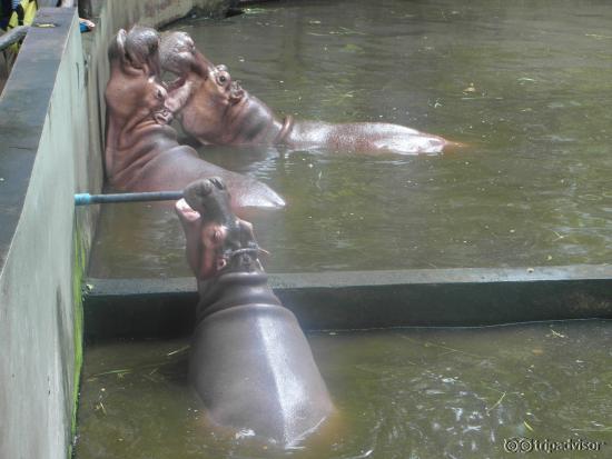 Feeding Hippo's
